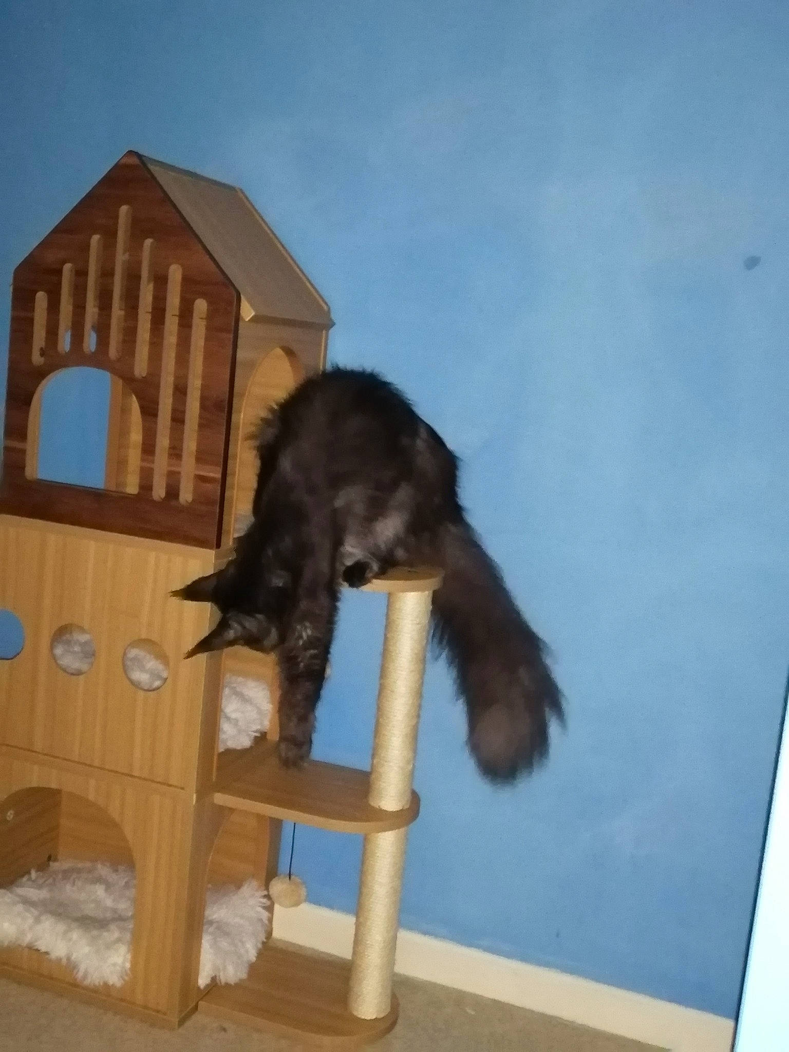 Onyx a rejoint le concours — aidez-le/la à gagner de superbes lots ! bombay, canidae, carnivore, cat, cat_bed, cat_furniture, cat_supply, dog_breed, dog_supply, felidae, fur, natural_material, pet_supply, room, small_to_medium_sized_cats, sporting_group, tail, whiskers, wood, wood_stain