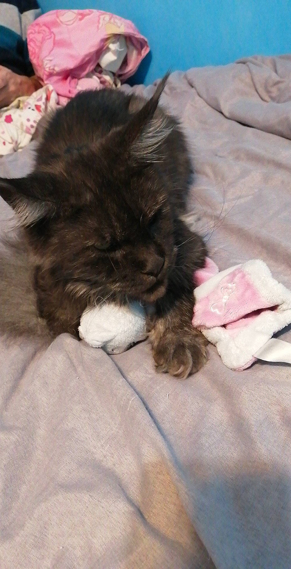 Onyx a rejoint le concours — aidez-le/la à gagner de superbes lots ! black_cat, canidae, carnivore, cat, claw, comfort, companion_dog, dog_breed, domestic_short_haired_cat, fawn, felidae, fur, human_leg, linens, paw, small_to_medium_sized_cats, snout, sporting_group, tail, whiskers