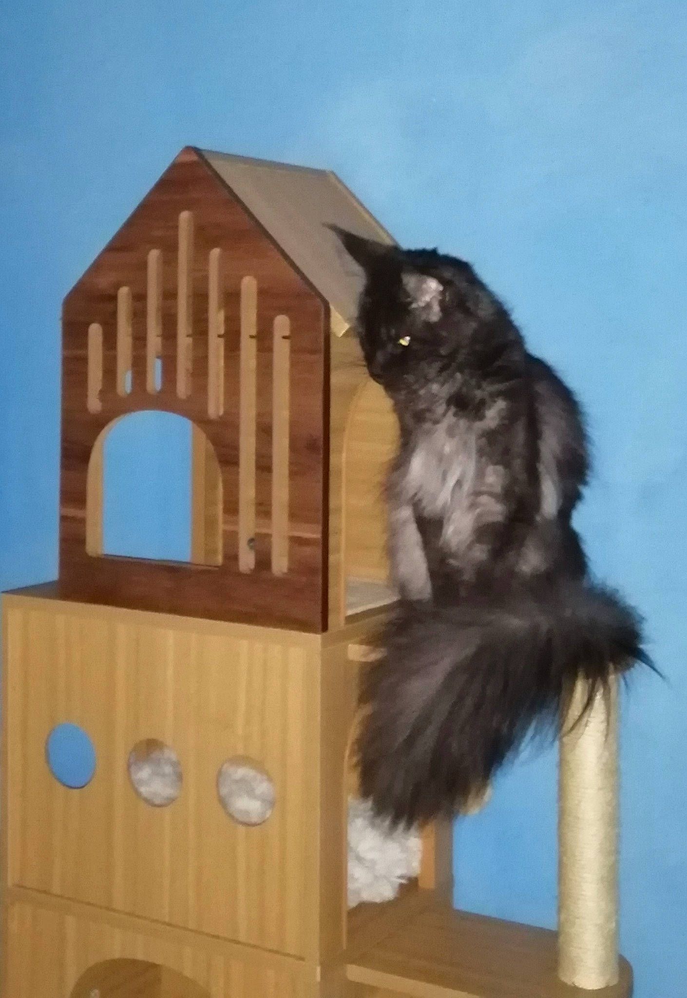 Onyx a rejoint le concours — aidez-le/la à gagner de superbes lots ! black_cat, cabinetry, carnivore, cat, cat_supply, cupboard, domestic_short_haired_cat, drawer, felidae, fur, hardwood, maine_coon, pattern, pet_supply, small_to_medium_sized_cats, tail, whiskers, window, wood, wood_stain