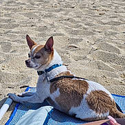 Nesko a rejoint le concours — aidez-le/la à gagner de superbes lots ! dog, beach, sand, mat, collar, brown_and_white_fur, small_dog, sitting, relaxed, sunny, outdoor, daylight, paw, human_hand, sippy_cup, leg, recreation, vacation, water, leash