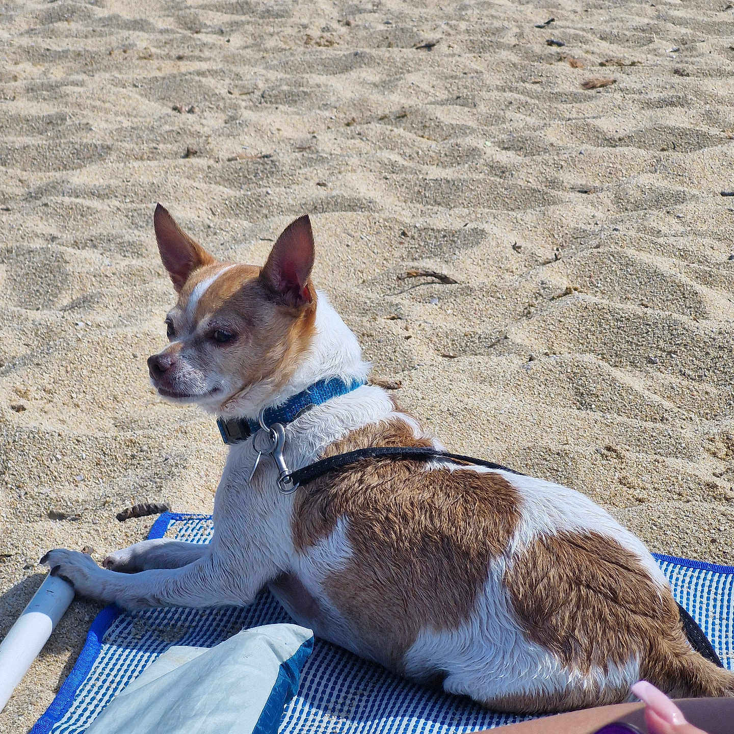 Nesko a rejoint le concours — aidez-le/la à gagner de superbes lots ! dog, beach, sand, mat, collar, brown_and_white_fur, small_dog, sitting, relaxed, sunny, outdoor, daylight, paw, human_hand, sippy_cup, leg, recreation, vacation, water, leash