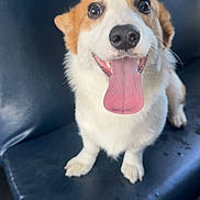 Lola is registered to the contest to win money with this photo: dog, corgi, tongue, pet, animal, cute, happy, sitting, leather_seat, indoor, smiling, brown_and_white, fur, canine, looking_up, close_up, companion, friendly, playful, adorable