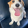 dog, corgi, tongue, pet, animal, cute, happy, sitting, leather_seat, indoor, smiling, brown_and_white, fur, canine, looking_up, close_up, companion, friendly, playful, adorable