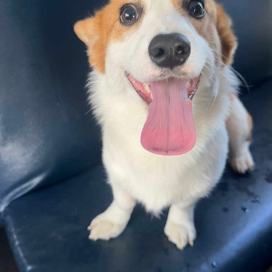 Lola
