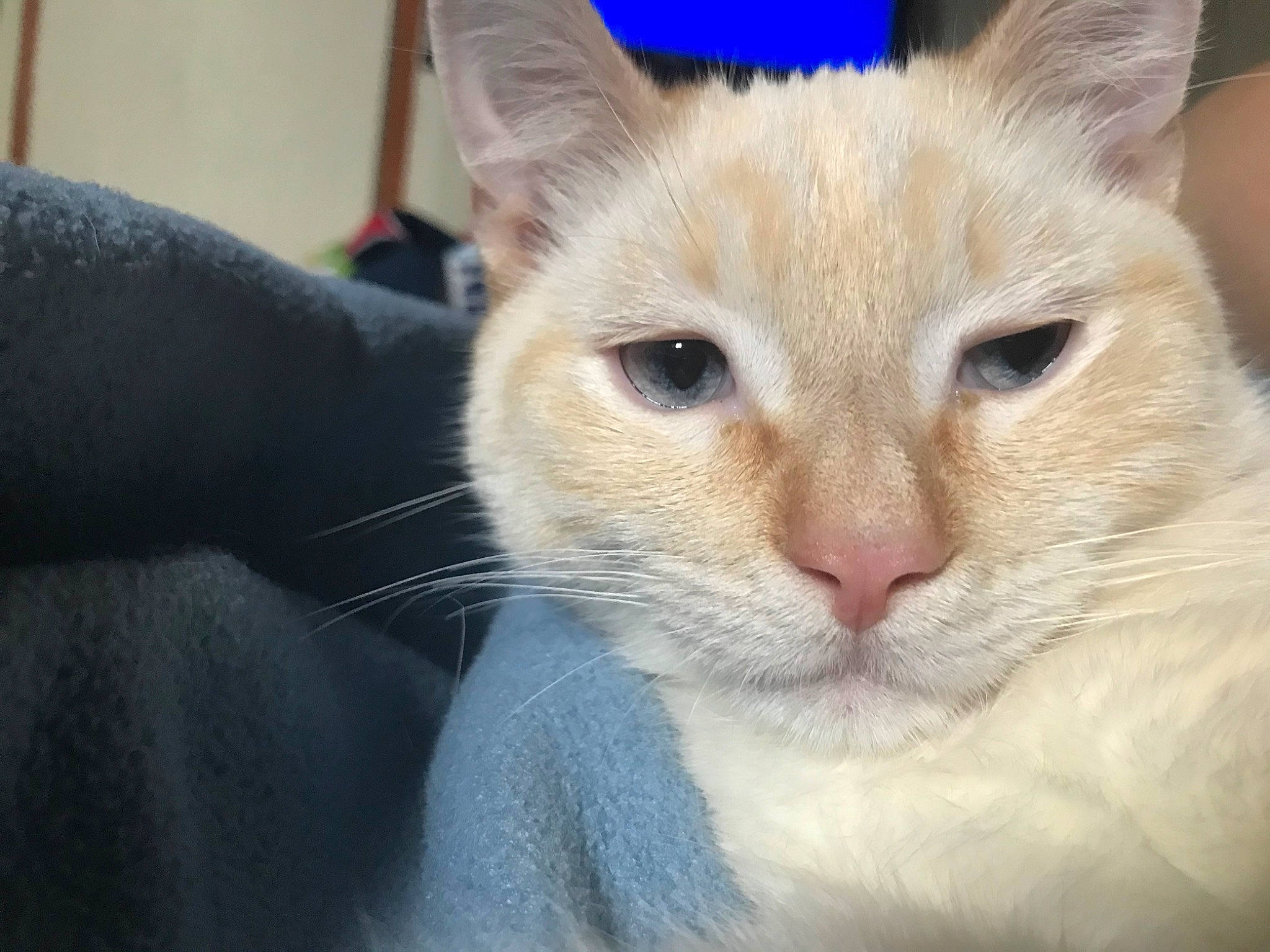 Simba participe au concours pour gagner de l'argent avec cette photo : aegean_cat, asian, burmilla, carnivore, cat, colorpoint_shorthair, domestic_short_haired_cat, eye, felidae, javanese, khao_manee, mammal, nose, ojos_azules, small_to_medium_sized_cats, snout, turkish_angora, turkish_van, vertebrate, whiskers