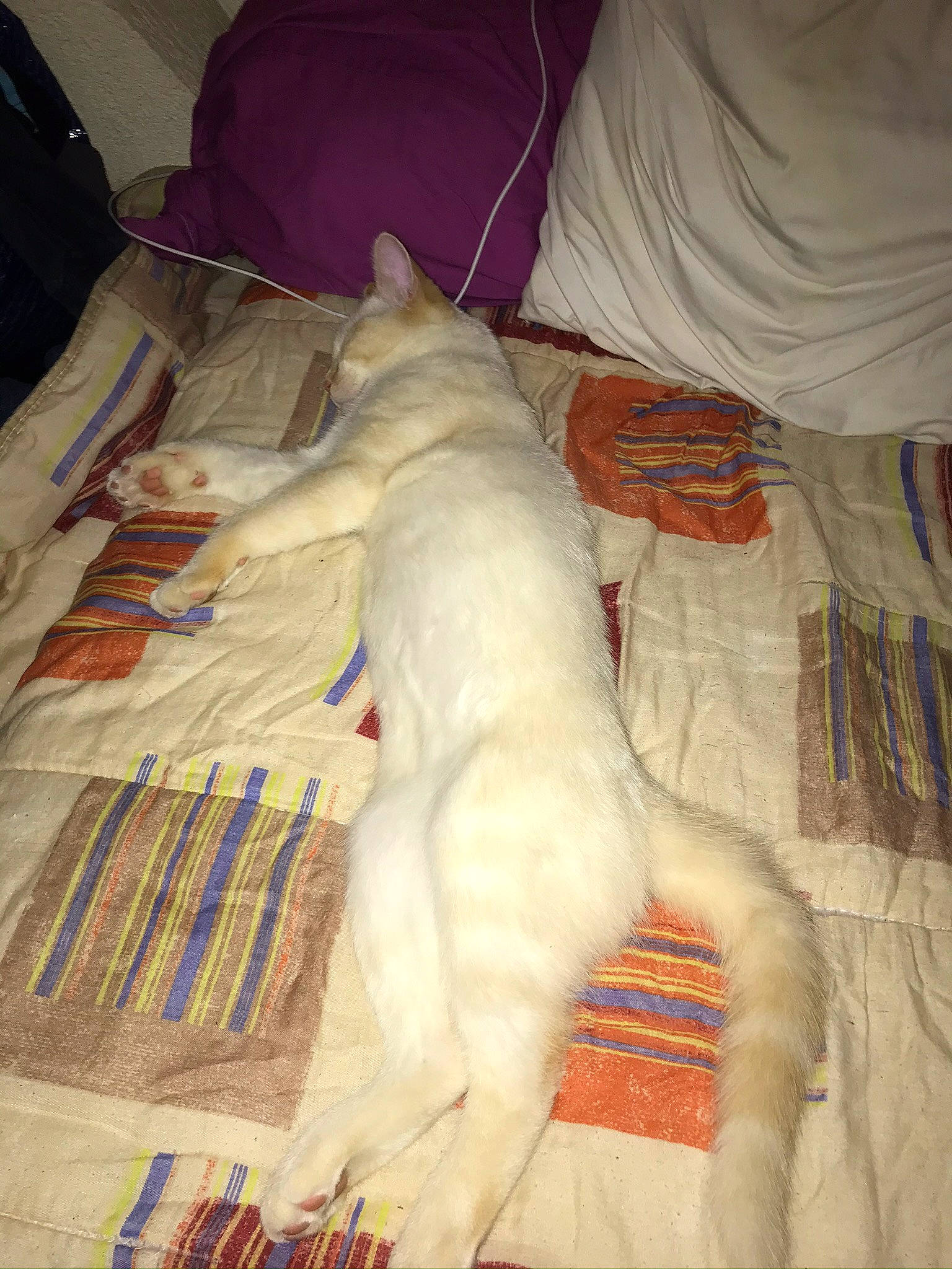 Simba participe au concours pour gagner de l'argent avec cette photo : canidae, carnivore, dog_breed, fawn, nap, non_sporting_group, sporting_group, tail