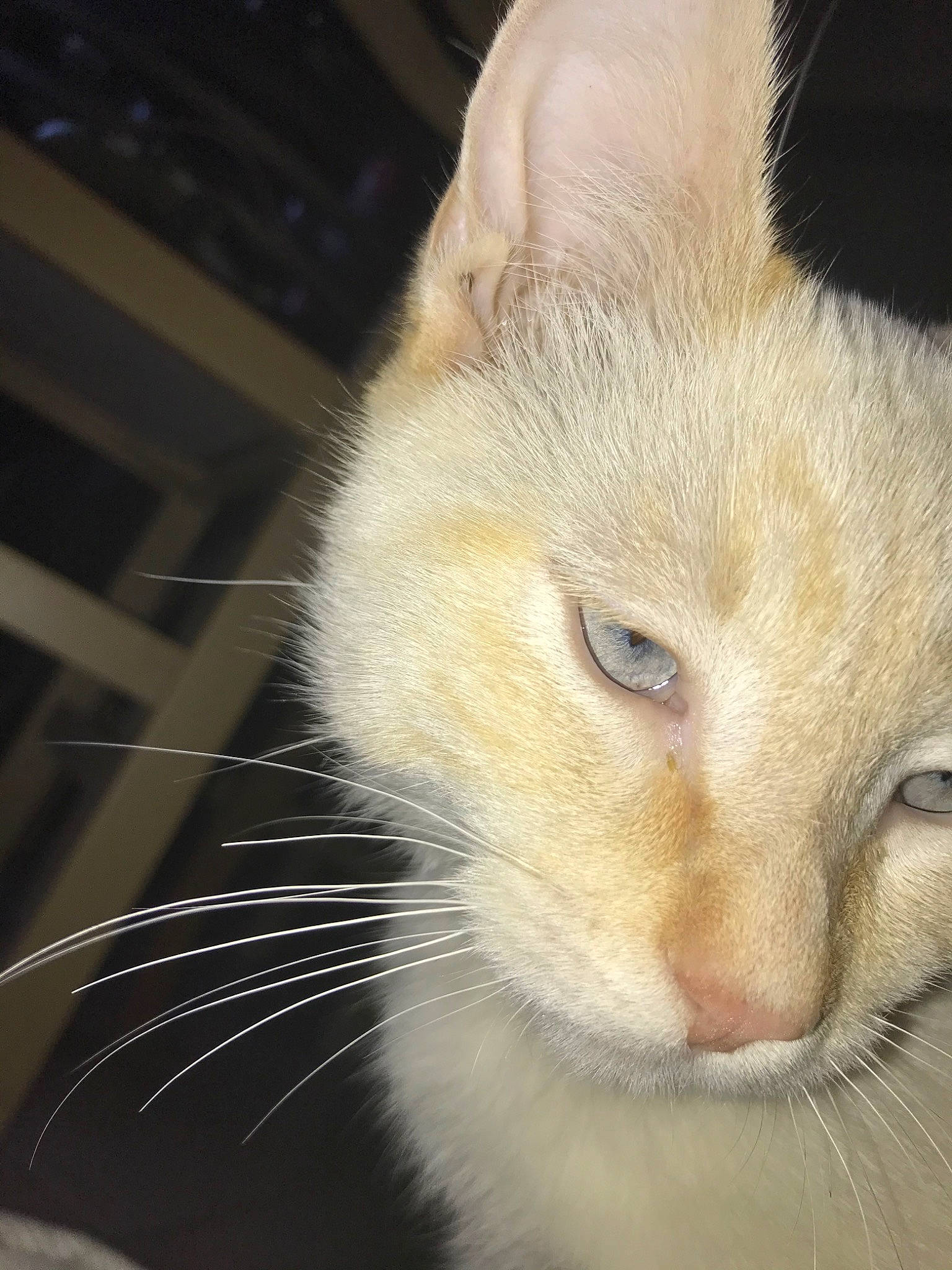 Simba participe au concours pour gagner de l'argent avec cette photo : aegean_cat, asian, carnivore, cat, close_up, colorpoint_shorthair, ear, european_shorthair, eye, fawn, felidae, fur, javanese, kitten, nose, ojos_azules, small_to_medium_sized_cats, snout, turkish_angora, whiskers