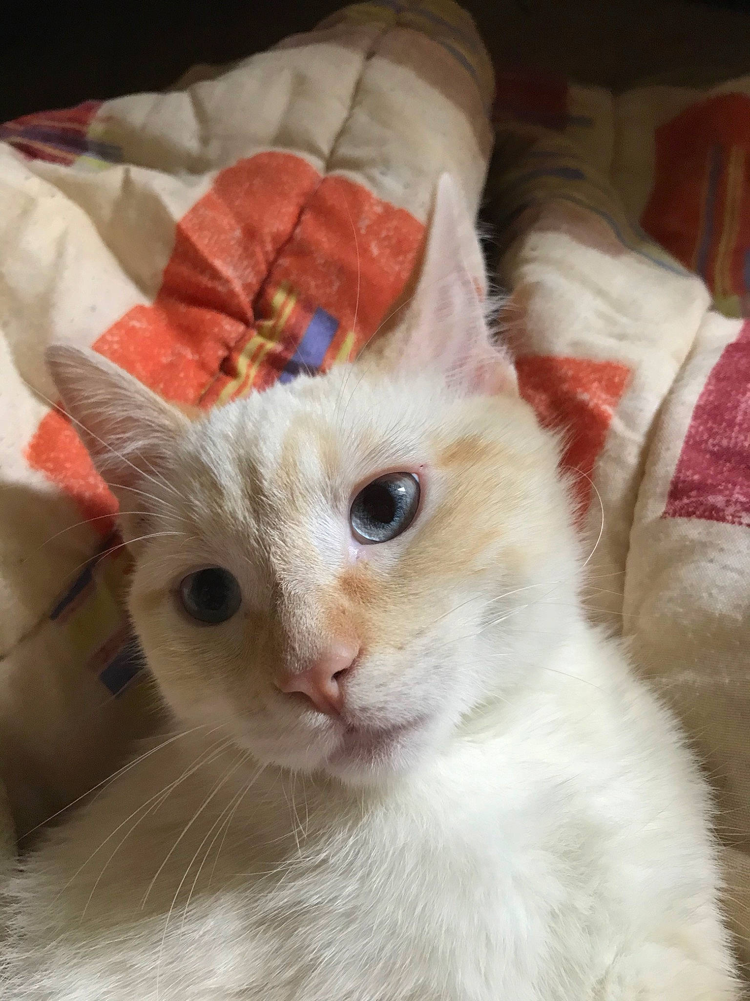 Simba participe au concours pour gagner de l'argent avec cette photo : aegean_cat, asian, burmilla, carnivore, cat, colorpoint_shorthair, eye, felidae, fur, german_rex, javanese, khao_manee, kitten, mammal, ojos_azules, small_to_medium_sized_cats, turkish_angora, turkish_van, vertebrate, whiskers