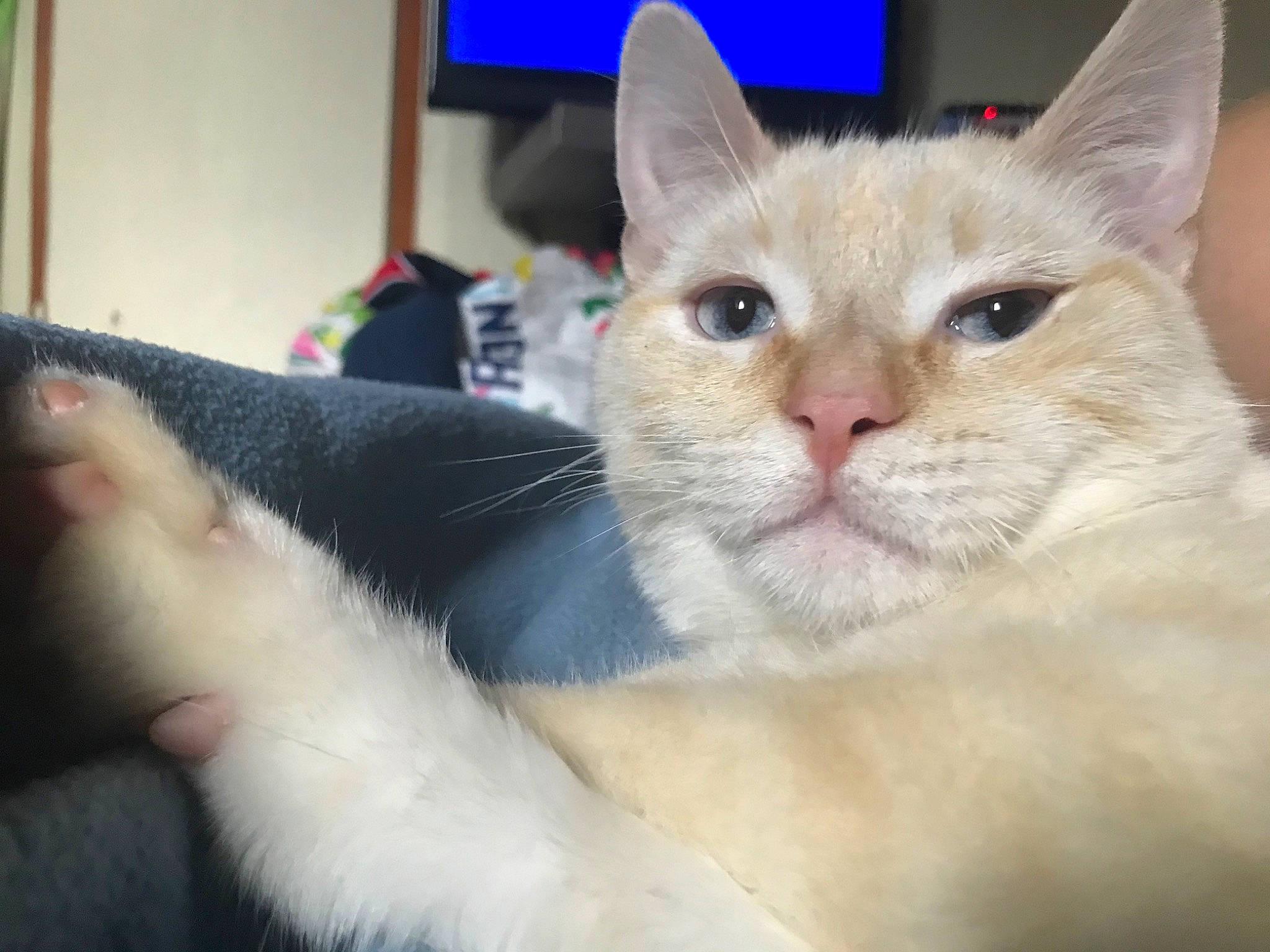 Simba participe au concours pour gagner de l'argent avec cette photo : asian, balinese, burmilla, carnivore, cat, colorpoint_shorthair, domestic_short_haired_cat, ear, eye, felidae, javanese, khao_manee, kitten, mammal, ojos_azules, small_to_medium_sized_cats, snout, turkish_van, vertebrate, whiskers