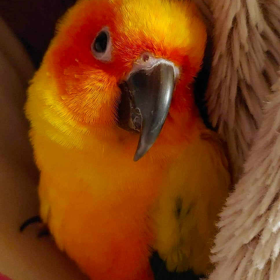 Chikorita is registered to the contest to win money with this photo: beak, bird, close_up, event, eye, feather, macro_photography, natural_material, organism, parakeet, parrot, peach, snout, tail, wildlife, wing