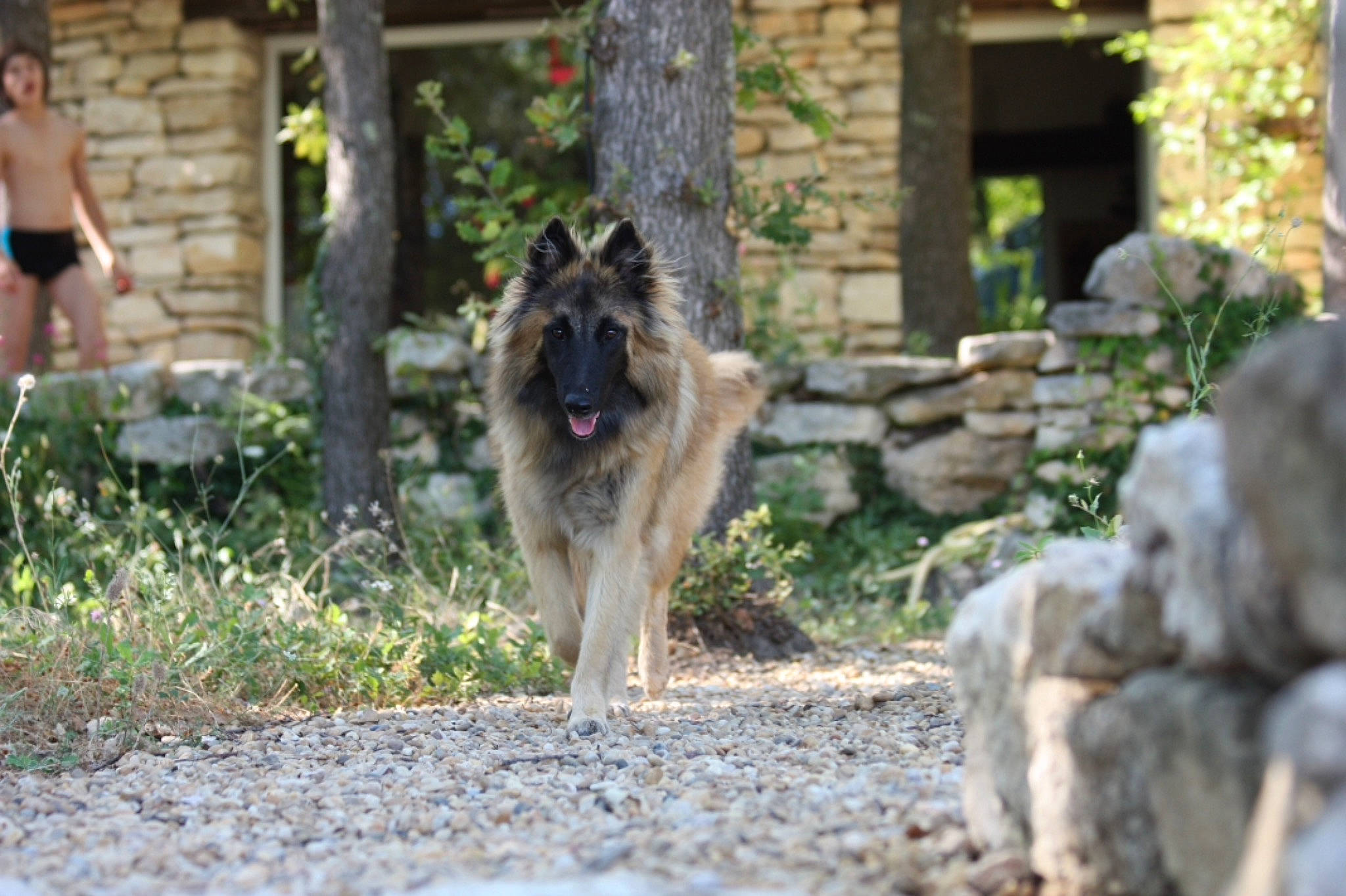 Ely a rejoint le concours — aidez-le/la à gagner de superbes lots ! canidae, canis, carnivore, carpathian_shepherd_dog, dog, dog_breed, east_european_shepherd, fawn, german_shepherd_dog, herding_dog, king_shepherd, kunming_wolfdog, mammal, native_american_indian_dog, norwegian_elkhound, old_german_shepherd_dog, shiloh_shepherd_dog, tervuren, vertebrate, wolfdog