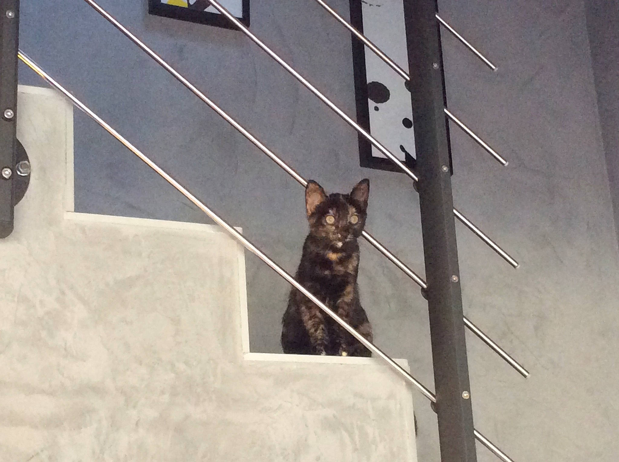 Opale a rejoint le concours — aidez-le/la à gagner de superbes lots ! canidae, carnivore, cat, dog, dog_breed