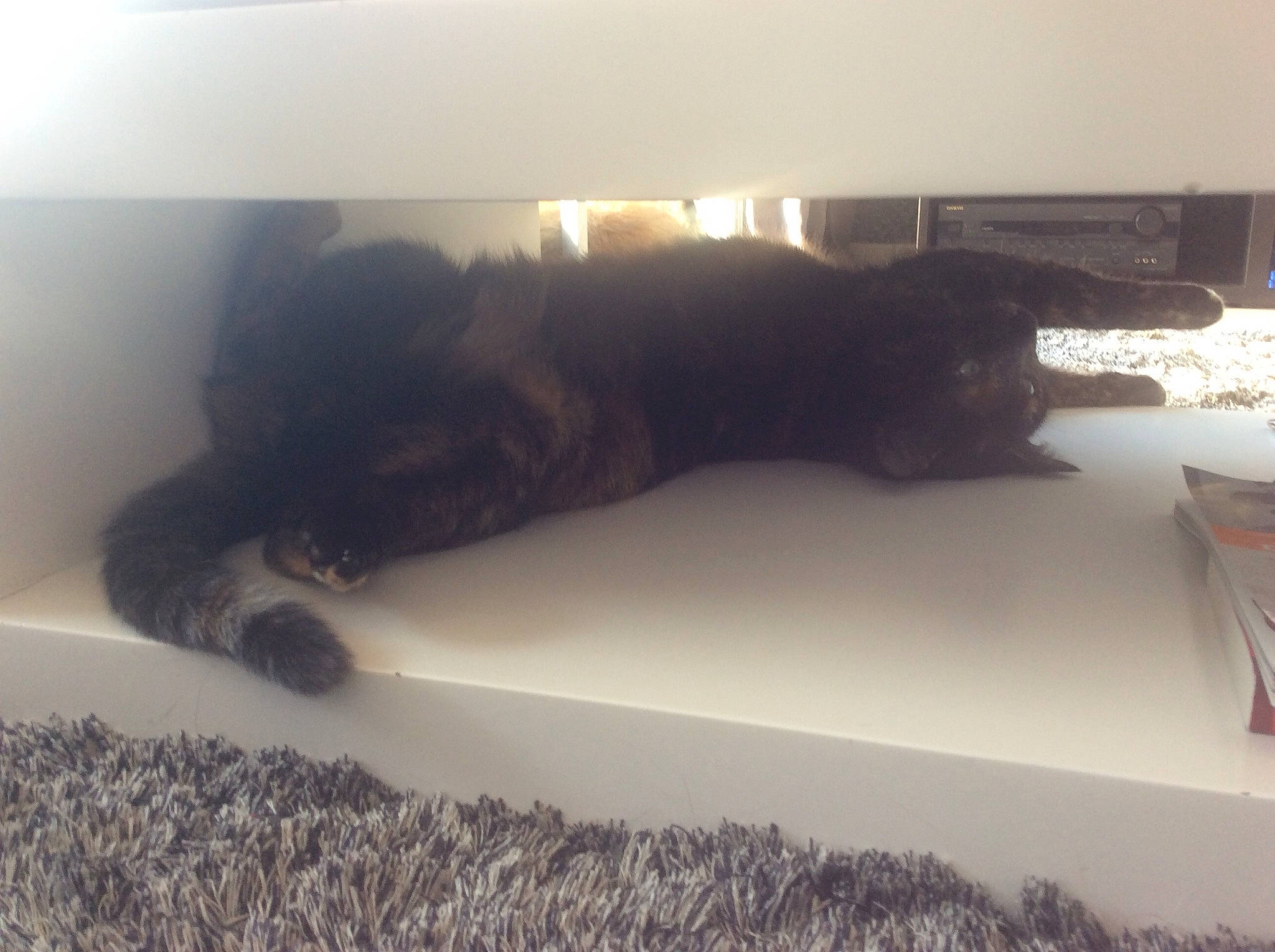 Opale participe au concours pour gagner de l'argent avec cette photo : black_cat, canidae, cat, cloud, felidae, furniture, guard_dog, mountain, nap, sky, sleep, small_to_medium_sized_cats, tail