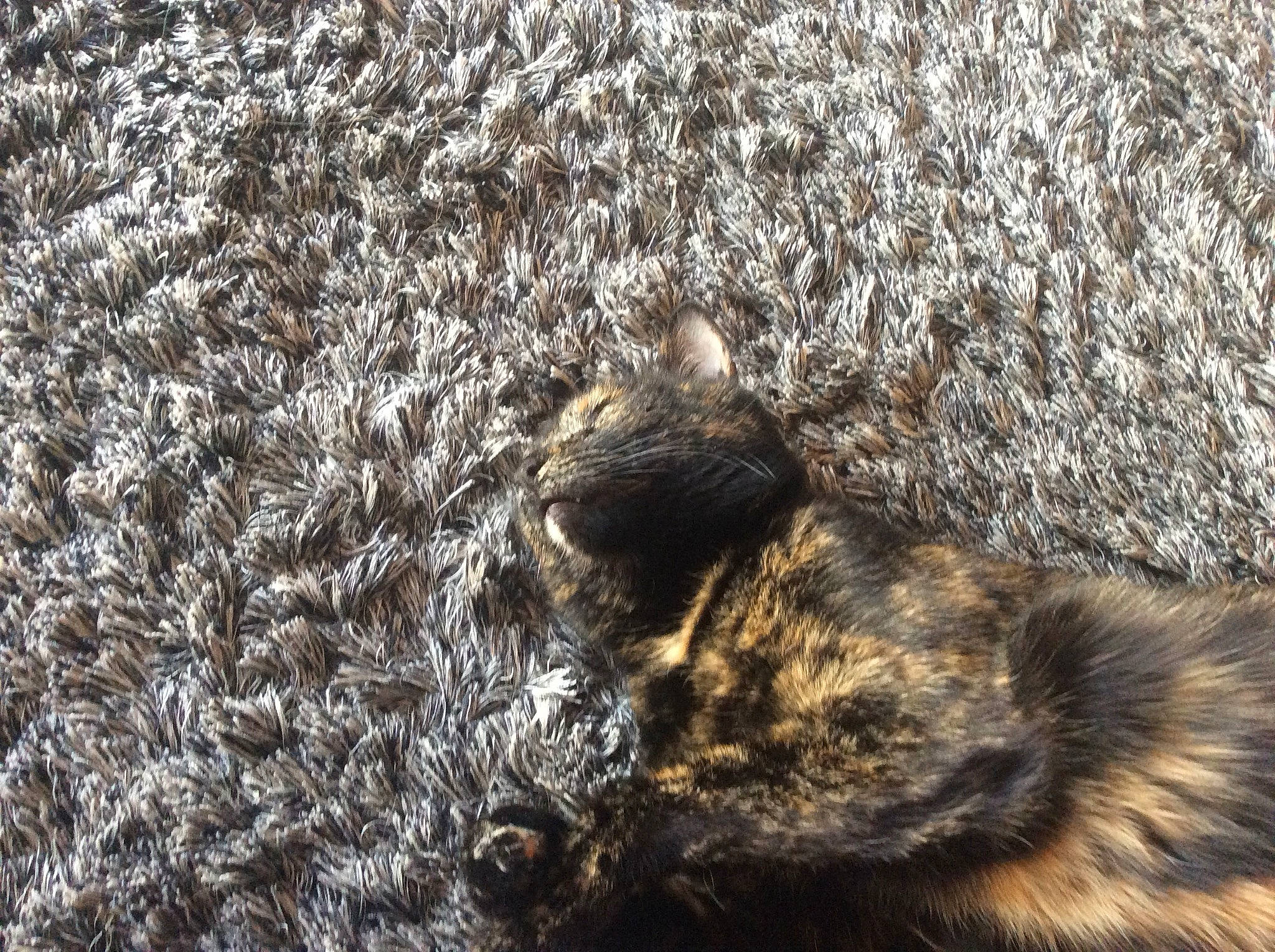 Opale a rejoint le concours — aidez-le/la à gagner de superbes lots ! carnivore, cat, felidae, fur, grass, organism, small_to_medium_sized_cats, snout, tail, wood