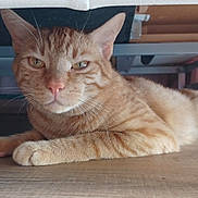 Garfield a rejoint le concours — aidez-le/la à gagner de superbes lots ! cat, orange_tabby, lying_down, floor, wooden_floor, indoor, pet, animal, feline, whiskers, ears, paws, relaxed, resting, closeup, fur, domestic_cat, under_furniture, home, cute