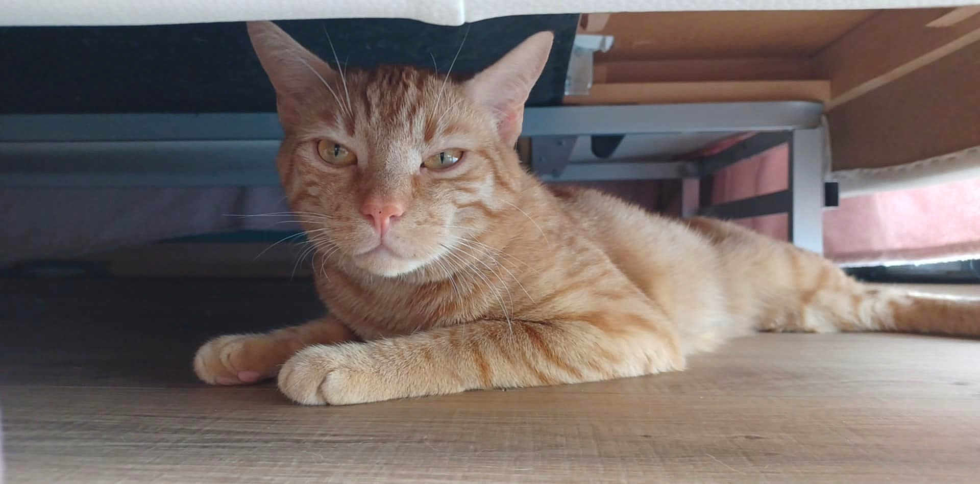 Garfield