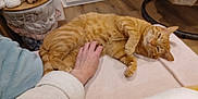 Garfield a rejoint le concours — aidez-le/la à gagner de superbes lots ! cat, ginger_cat, pet, hand, person, blanket, indoor, floor, relaxed, fur, animal, cozy, comfort, soft, resting, paw, claw, striped, cute, sleepy