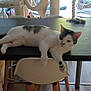 Gizmo a rejoint le concours — aidez-le/la à gagner de superbes lots ! cat, table, chair, indoor, furniture, floor, keys, cat_tree, relaxing, pets, domestic, wood_floor, white_cat, ginger_cat, curious, lounging, modern, home, cozy, daylight