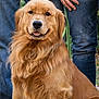 golden_retriever, dog, pet, animal, mammal, fur, canine, sitting, outdoor, people, jeans, plaid_shirt, hand, casual_clothing, pavement, happy, tongue_out, friendly, companion, family
