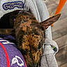dog, brindle, blanket, purple_shirt, patches, indoor, floor, sneakers, orange_chair, resting, snuggling, closeup, pet, canine, fur, relaxed, home, fabric, collar, comfort