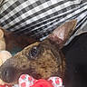 Kona Marie joined the competition — help win amazing prizes! animal, black_and_white, brindle, checkered, close_up, comfort, cozy, cute, dog, ear, eye, fabric, indoor, pet, plush_toy, portrait, resting, soft, strawberry_pattern, toy