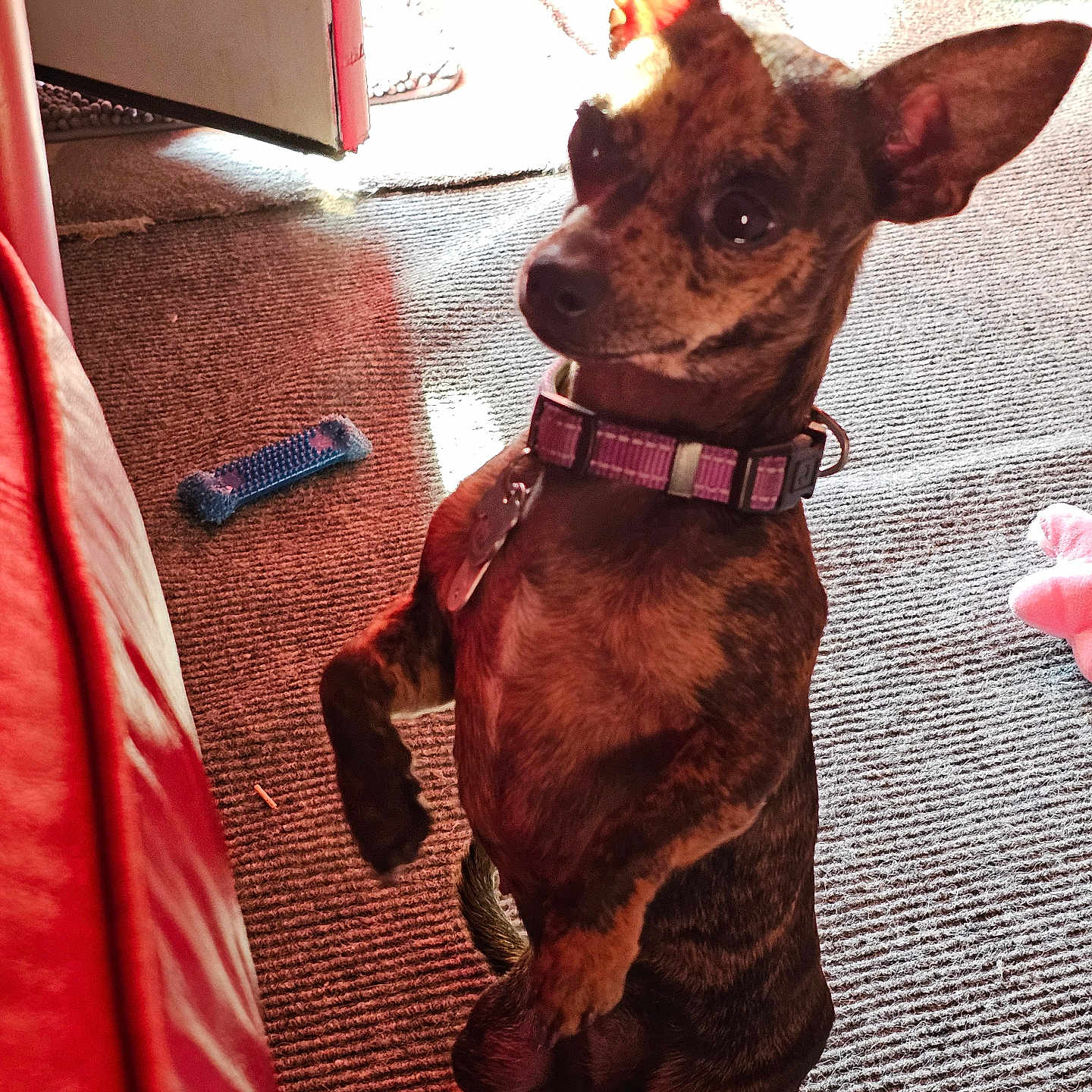 Kona Marie joined the competition — help win amazing prizes! dog, brindle, small_dog, indoor, carpet, collar, toy, red_couch, sunlight, door, curious, pet, standing, ears_up, animal, brown, black, playful, cute, domestic_animal