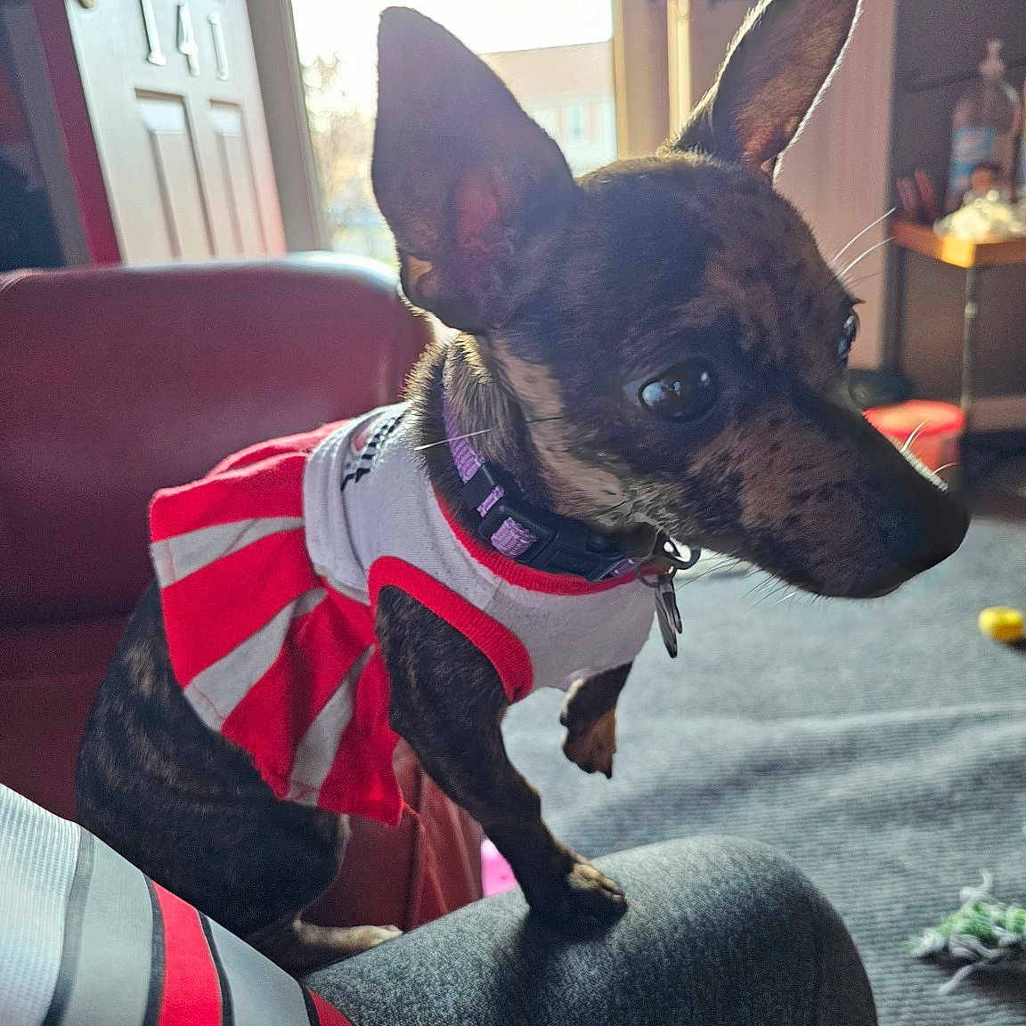 Kona Marie joined the competition — help win amazing prizes! carpet, clothing, collar, curious, dog, door, ears, furniture, home, indoor, knee, leash, natural_light, person, pet, red_and_white, small_dog, striped, toy, window