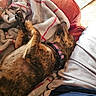 Kona Marie is registered to the contest to win money with this photo: blanket, brown_fur, canine, collar, comfort, couch, cozy, dog, domestic_animal, fur, home, indoor, leisure, paw, pet, red_leather, relaxing, resting, sleeping, sunlight