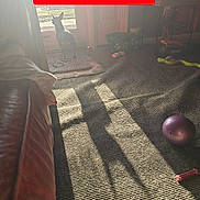 Kona Marie joined the competition — help win amazing prizes! animal, basket, carpet, dog, door, floor, furniture, home, indoor, light, mat, pet, purple_ball, red_text_overlay, shadow, shadow_play, small_dog, sunlight, toy, window