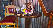 Kona Marie joined the competition — help win amazing prizes! blanket, chair, chalk, corrugated_metal, cozy, curious, dog, flooring, graffiti, indoor, pet, plastic_cup, red_cushion, rustic, small_dog, table, toy, wood, wooden_chair, wrapped