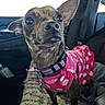 Kona Marie is registered to the contest to win money with this photo: dog, small_dog, pet, animal, car_interior, pink_dress, polka_dots, collar, cute, fur, ears, eyes, seat, blanket, cozy, indoor, vehicle, companion, adorable, looking_up