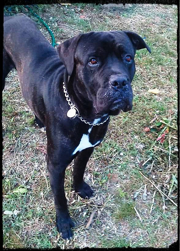 Shadow participe au concours pour gagner de l'argent avec cette photo : borador, carnivore, collar, companion_dog, dog, dog_breed, dog_collar, fawn, grass, guard_dog, gun_dog, molosser, plant, snout, sporting_group, terrestrial_animal, whiskers, window, working_animal, working_dog