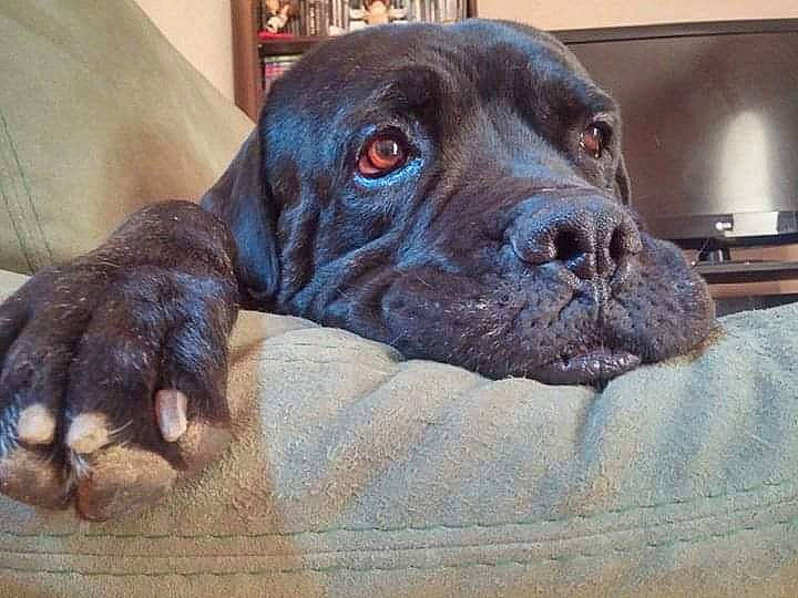 Shadow a rejoint le concours — aidez-le/la à gagner de superbes lots ! borador, canidae, carnivore, comfort, companion_dog, computer_keyboard, dog, dog_breed, fawn, fur, guard_dog, gun_dog, lamp, liver, non_sporting_group, pet_supply, sporting_group, terrestrial_animal, whiskers, working_animal