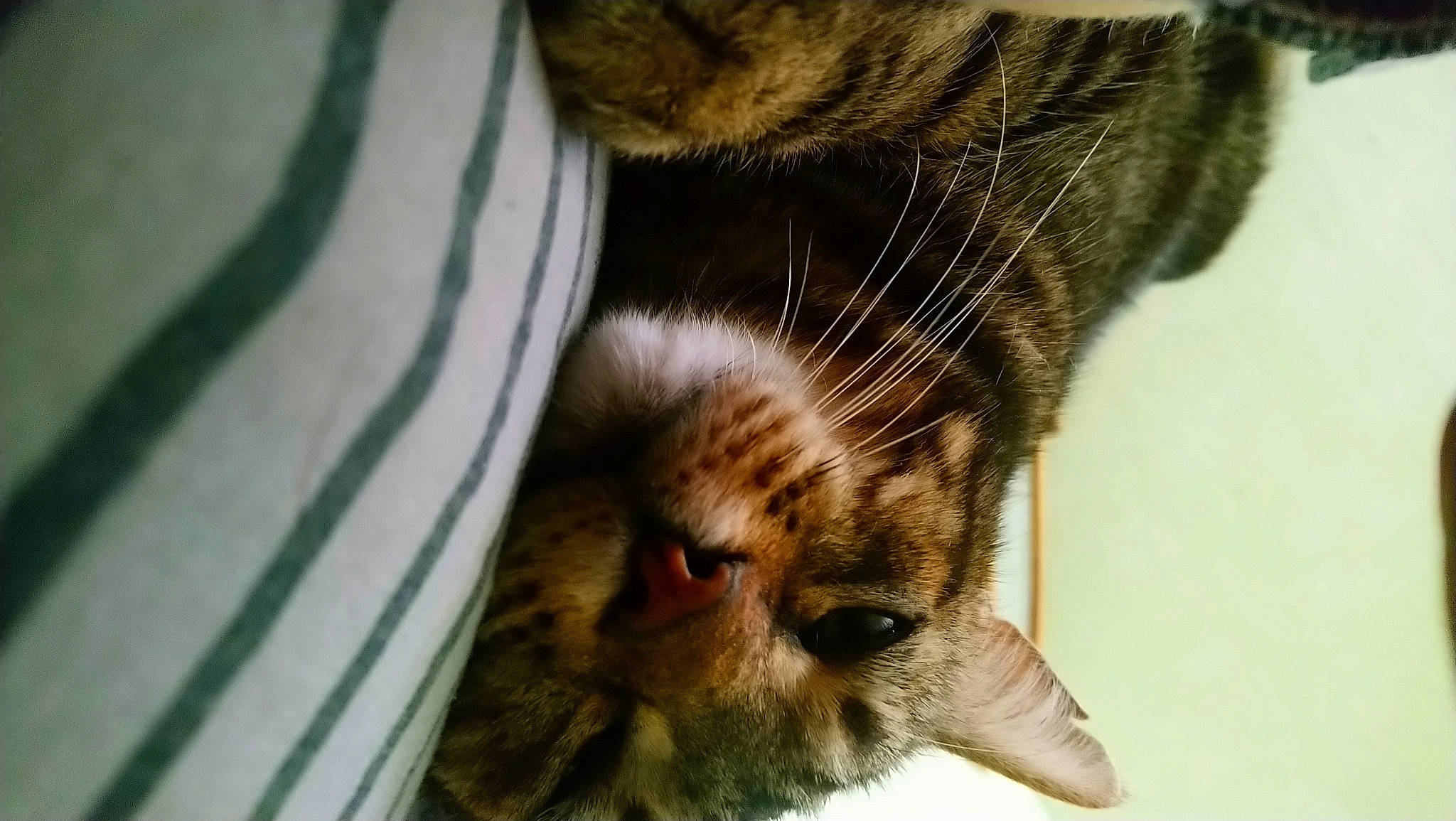 Filou a rejoint le concours — aidez-le/la à gagner de superbes lots ! carnivore, cat, claw, domestic_short_haired_cat, ear, fawn, felidae, fur, gesture, paw, small_to_medium_sized_cats, tail, terrestrial_animal, whiskers, wildlife