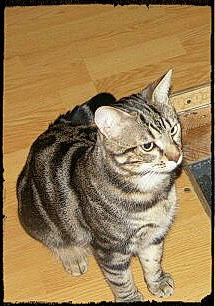 Filou participe au concours pour gagner de l'argent avec cette photo : art, carnivore, cat, domestic_short_haired_cat, felidae, fur, hardwood, paint, painting, paw, rectangle, small_to_medium_sized_cats, snout, tail, terrestrial_animal, whiskers, wildlife, wood, wood_stain