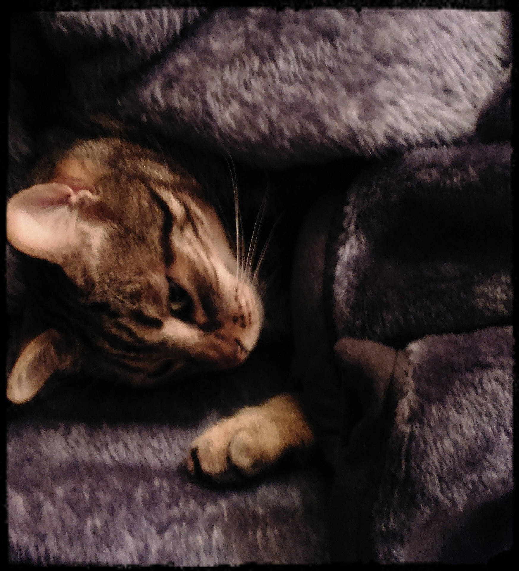 Filou a rejoint le concours — aidez-le/la à gagner de superbes lots ! carnivore, cat, cloud, comfort, darkness, dog_breed, domestic_short_haired_cat, felidae, fur, grey, linens, mammal, nap, paw, small_to_medium_sized_cats, still_life_photography, tail, terrestrial_animal, vertebrate, whiskers