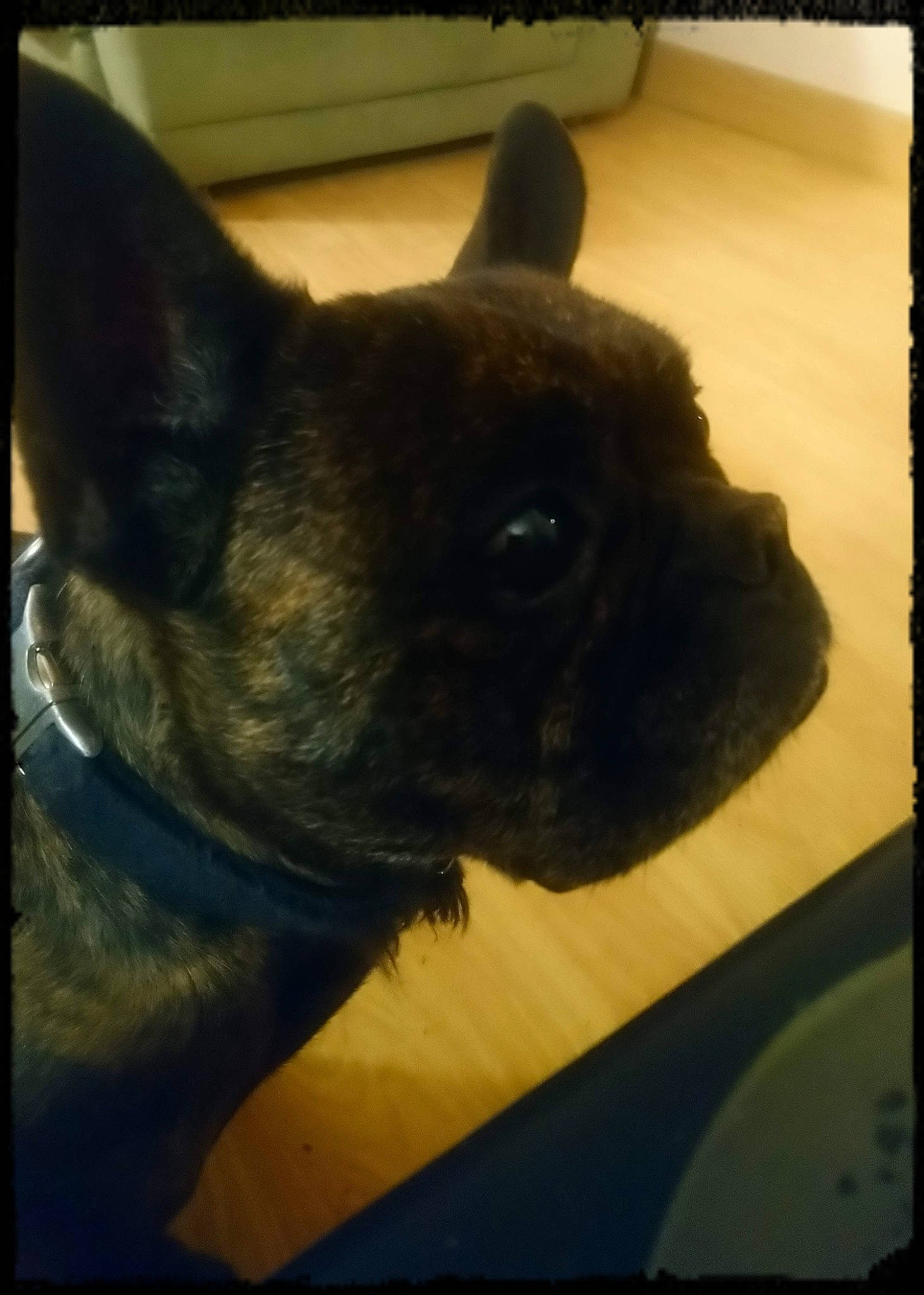 Pasha a rejoint le concours — aidez-le/la à gagner de superbes lots ! canidae, carnivore, companion_dog, dog, dog_breed, ear, fawn, fur, non_sporting_group, rectangle, snout, sporting_group, square, still_life_photography, tints_and_shades, toy_dog, visual_arts, whiskers, wood, working_animal