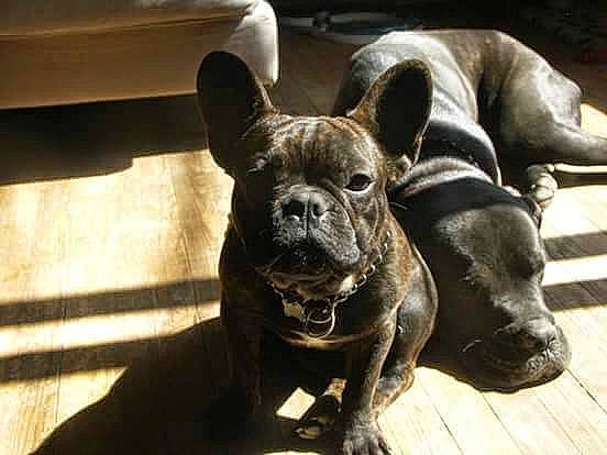 Pasha a rejoint le concours — aidez-le/la à gagner de superbes lots ! canidae, carnivore, companion_dog, dog, dog_breed, ear, eye, fawn, french_bulldog, guard_dog, molosser, sculpture, sporting_group, terrestrial_animal, toy_dog, whiskers, wood, working_animal, working_dog, wrinkle