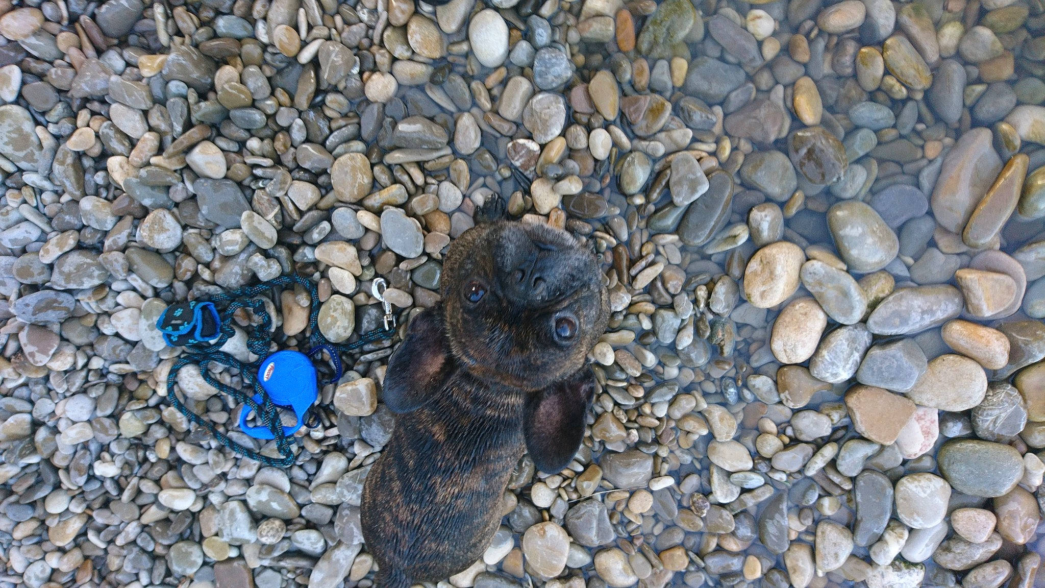 Pasha participe au concours pour gagner de l'argent avec cette photo : art, asphalt, automotive_tire, automotive_wheel_system, bedrock, cobblestone, electric_blue, insect, landscape, marine_invertebrates, metal, pebble, road_surface, rock, rubble, scaled_reptile, snout, soil, terrestrial_animal, wood