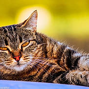 Midi a rejoint le concours — aidez-le/la à gagner de superbes lots ! cat, tabby, close_up, animal, pet, feline, whiskers, ears, fur, relaxed, golden_background, outdoor, portrait, laying_down, eyes, nature, cute, mammal, domestic_animal, resting