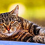 cat, tabby, close_up, animal, pet, feline, whiskers, ears, fur, relaxed, golden_background, outdoor, portrait, laying_down, eyes, nature, cute, mammal, domestic_animal, resting