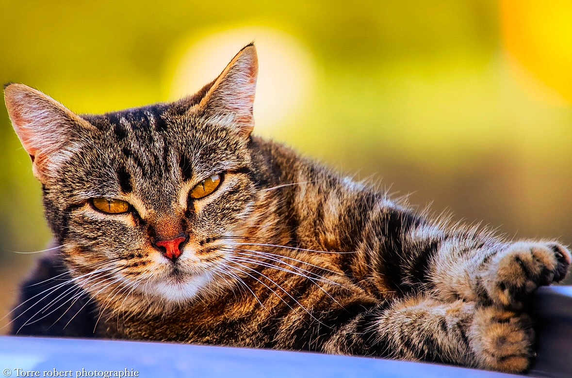 Midi a rejoint le concours — aidez-le/la à gagner de superbes lots ! cat, tabby, close_up, animal, pet, feline, whiskers, ears, fur, relaxed, golden_background, outdoor, portrait, laying_down, eyes, nature, cute, mammal, domestic_animal, resting