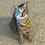cat, tabby, pet, yellow_collar, bell, carpet, indoor, feline, looking_up, curious, one_eye, animal, cute, sitting, domestic_cat, whiskers, fur, ears, close_up, portrait