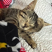 Calypso joined the competition — help win amazing prizes! cat, kitten, sleeping, tabby, fur, cozy, blanket, soft, nap, relaxed, indoors, cute, resting, paw, ear, closeup, animal, pet, comfort, warm