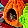 cat, tabby_cat, cat_bed, plush, pumpkin, orange, green_blanket, red_couch, blanket, indoor, pet, animal, cozy, feline, resting, comfort, cute, soft, home, relaxation