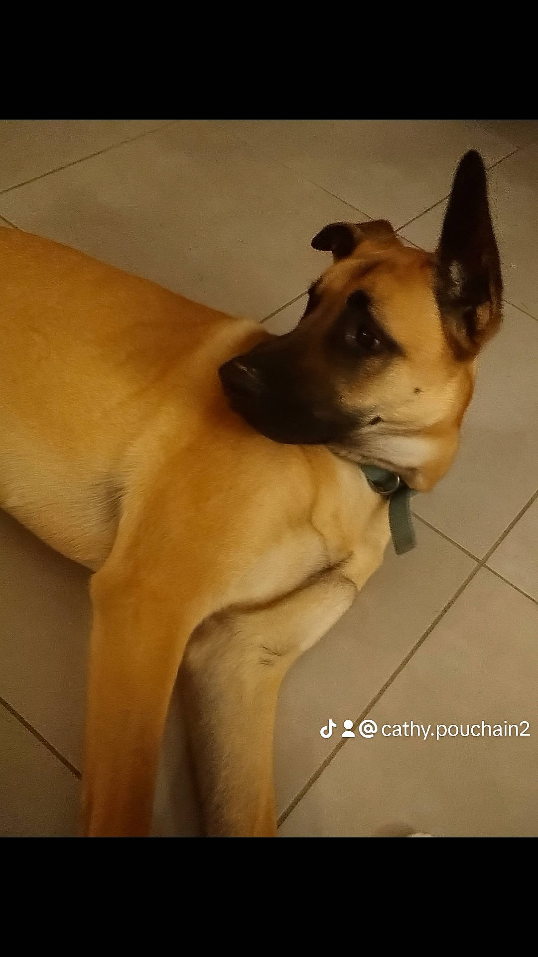 Scobby participe au concours pour gagner de l'argent avec cette photo : canidae, carnivore, chest, comfort, companion_dog, dog, dog_breed, ear, fawn, flooring, human_leg, jaw, paw, snout, sporting_group, tail, toy_dog, trunk, whiskers, working_animal