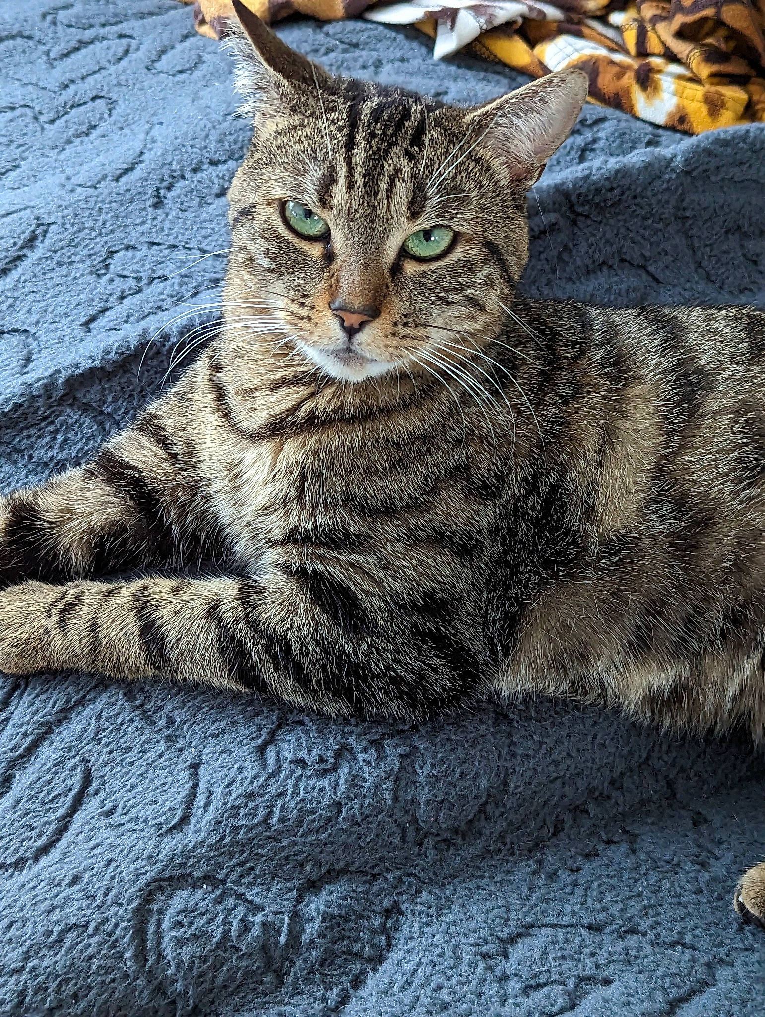 Nala a rejoint le concours — aidez-le/la à gagner de superbes lots ! carnivore, cat, domestic_short_haired_cat, felidae, fur, grass, grey, paw, sitting, small_to_medium_sized_cats, snout, tail, terrestrial_animal, tree, whiskers, wildlife