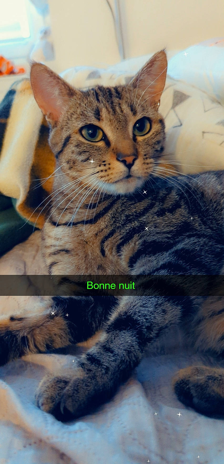 Nala a rejoint le concours — aidez-le/la à gagner de superbes lots ! art, carnivore, cat, domestic_short_haired_cat, eye, felidae, fur, iris, organism, paw, photo_caption, sitting, small_to_medium_sized_cats, snout, terrestrial_animal, whiskers, wildlife