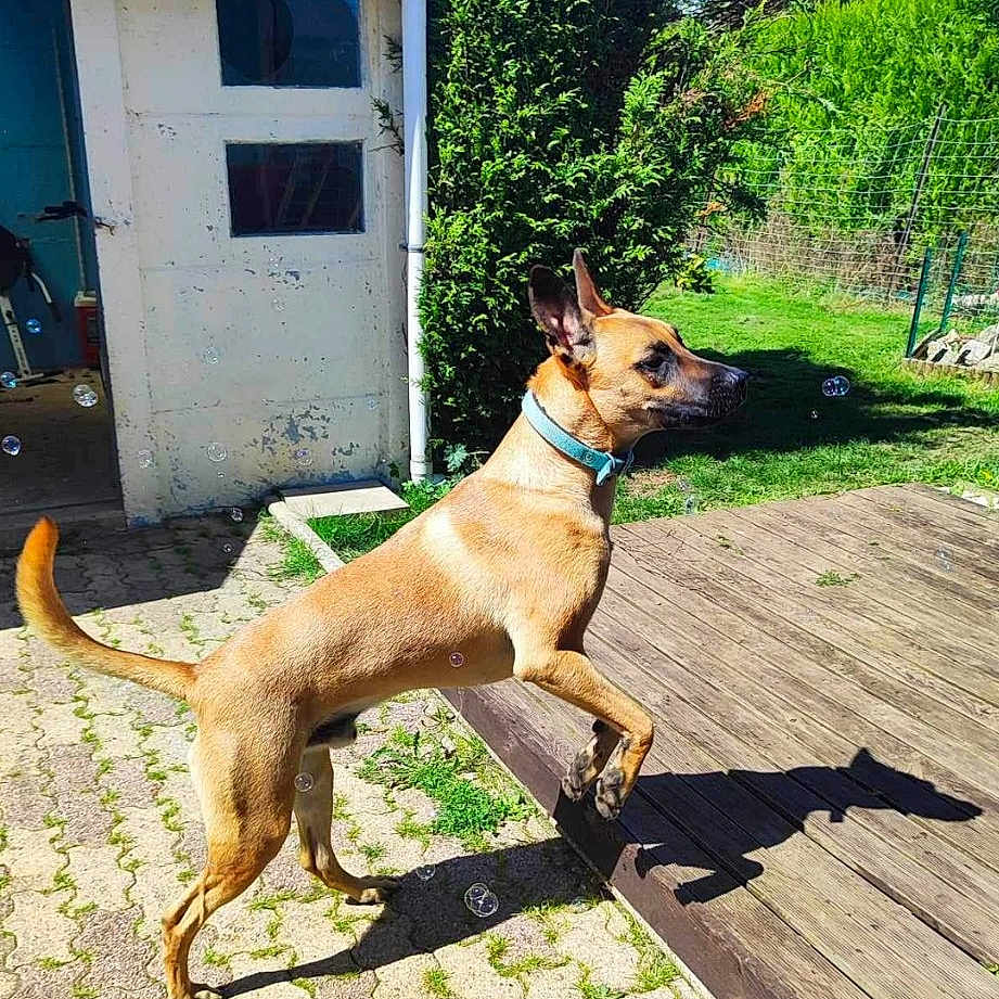 Scooby