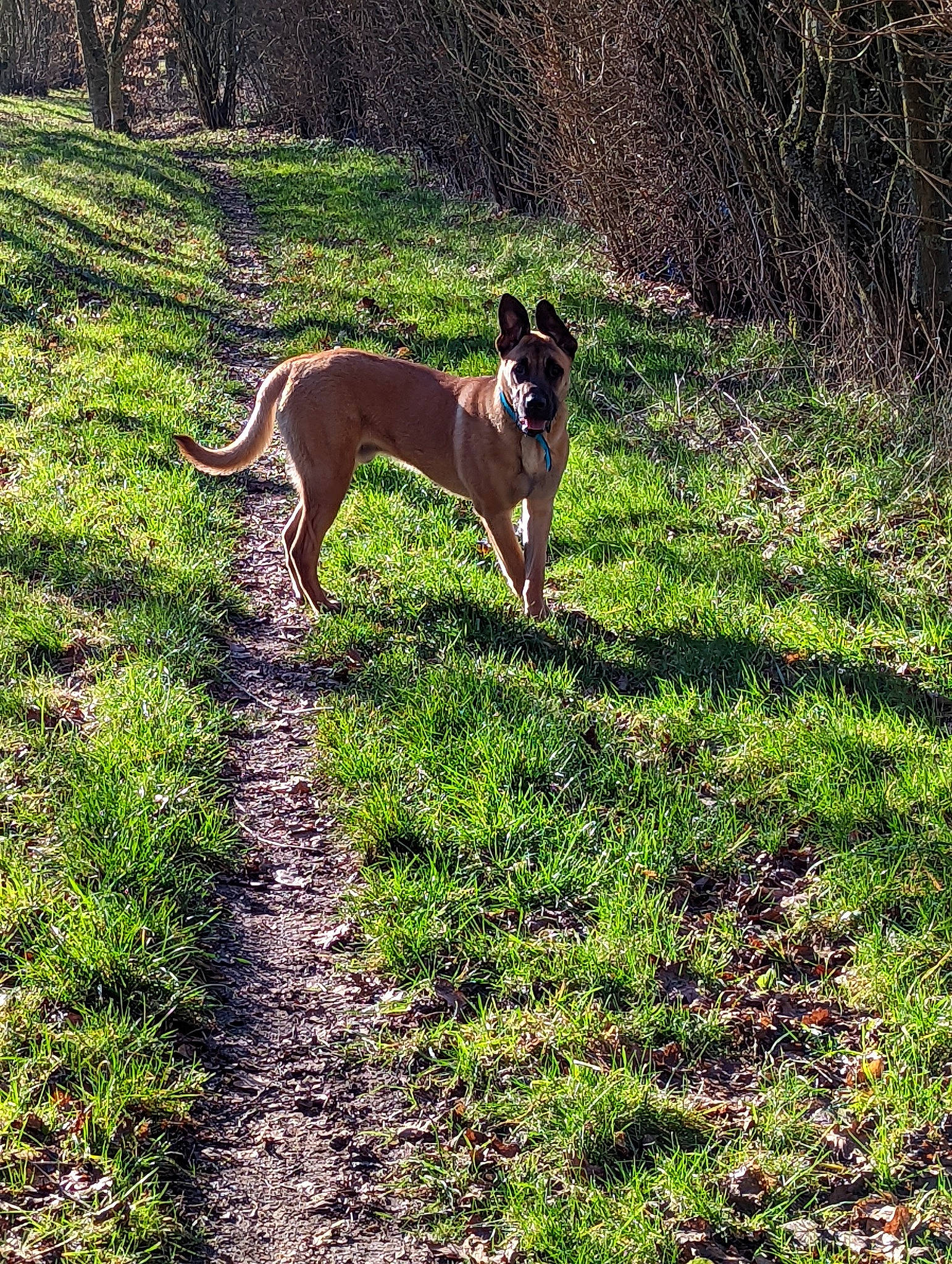 Scooby participe au concours pour gagner de l'argent avec cette photo : boxer, canidae, carnivore, collar, companion_dog, dog, dog_breed, fawn, grass, grassland, groundcover, gun_dog, pasture, plant, shrub, soil, sporting_group, tail, tree, working_animal